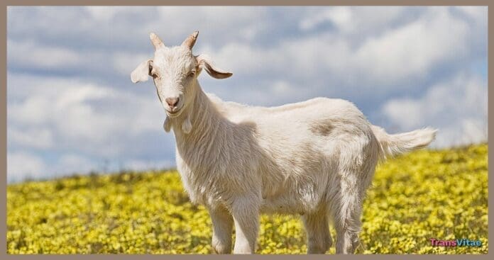 transgender goat